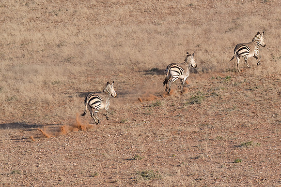 Namibia - Chapman's Zebra photographed from helicopter near Sossusvlei