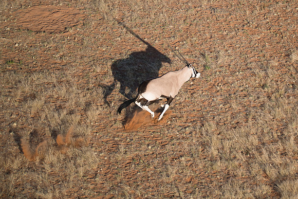 Namibia - Gemsbok Oryx photographed from helicopter near Sossusvlei