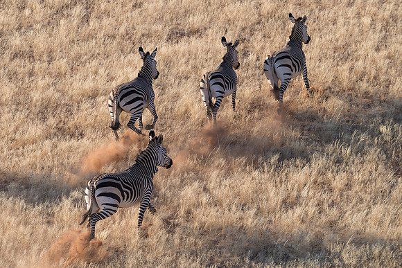 Namibia - Chapman's Zebra photographed from helicopter near Sossusvlei