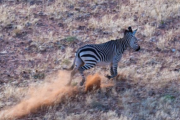Namibia - Chapman's Zebra photographed from helicopter near Sossusvlei