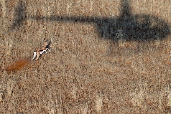 Namibia - Springbok on the dunes