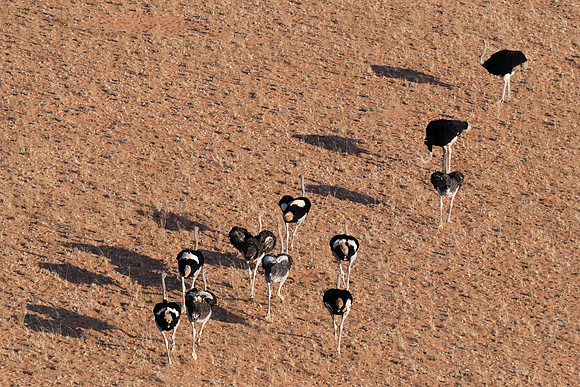 Namibia - Male & Female Ostriches seen from a helicopter over the Namibia Desert