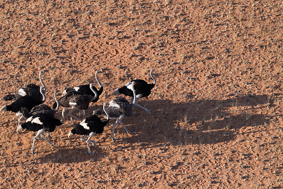 Namibia - Male & Female Ostriches seen from a helicopter over the Namibia Desert