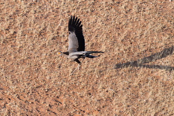 Namibia - Secretary Bird taking flight over the Namibia Desert