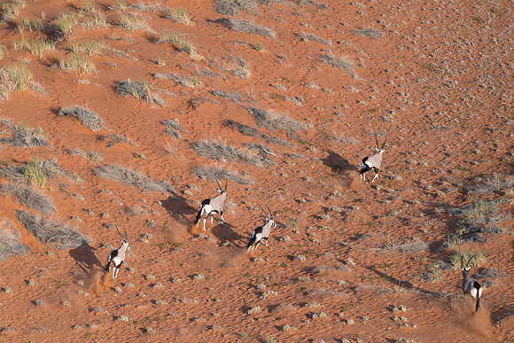 Namibia - Gemsbok Oryx in the Namib Desert