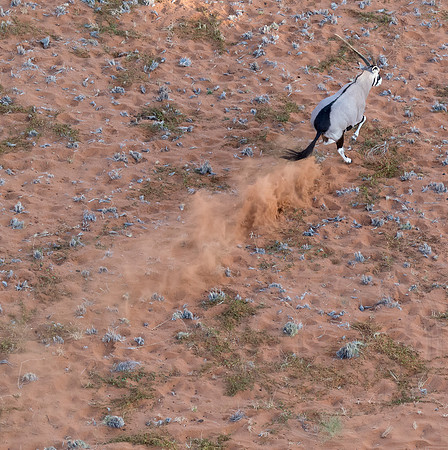 Namibia - Gemsbok Oryx in Namib Desert
