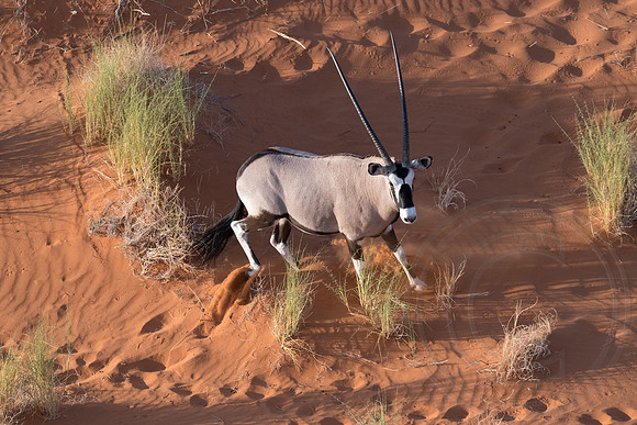 Namibia - Gemsbok Oryx in Namib Desert