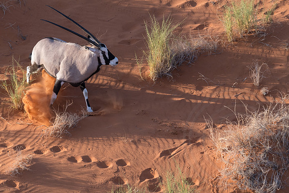 Namibia - Gemsbok Oryx in Namib Desert