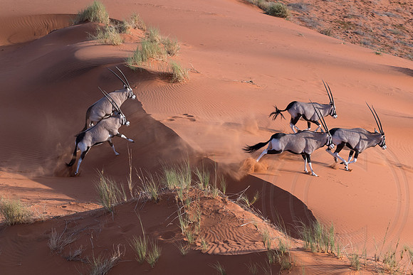 Namibia - Gemsbok Oryx in Namib Desert
