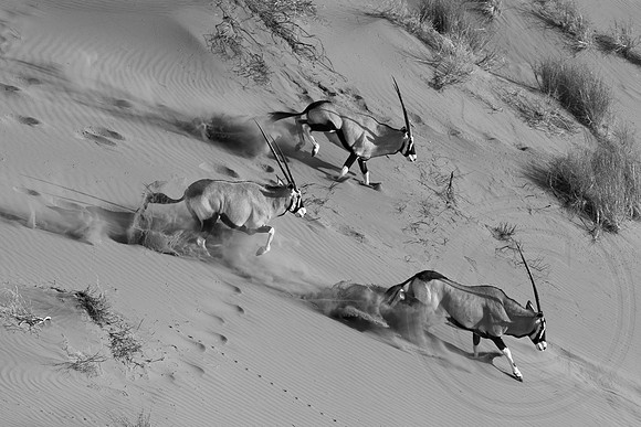 Namibia - Gemsbok Oryx in Namib Desert