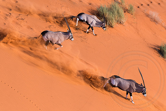 Namibia - Gemsbok Oryx in Namib Desert