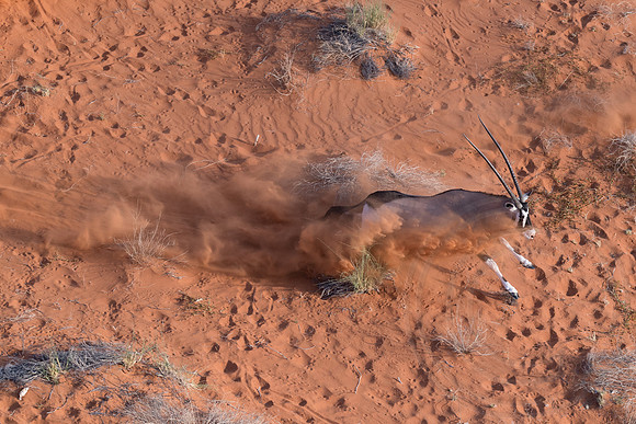 Namibia - Gemsbok Oryx in Namib Desert