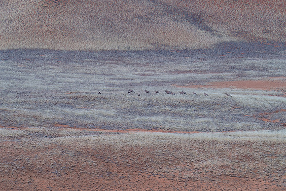 Namibia - Gemsbok Oryx in Namib Desert