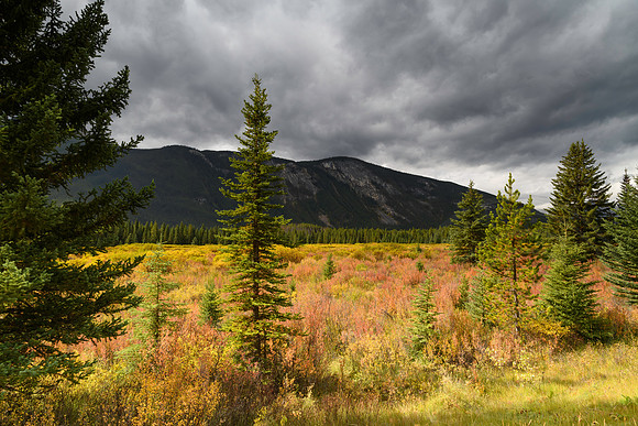 Autumn Hues along the Bow Valley Parkway, Banff National Park, Alberta, Canada